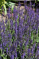 May Night Sage (Salvia x sylvestris 'May Night') at Green Haven Garden Centre