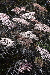 Black Lace Elder (Sambucus nigra 'Eva') at Green Haven Garden Centre