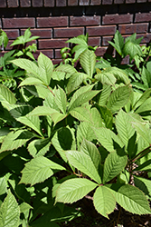 Chestnut Rodgersia (Rodgersia aesculifolia) at Green Haven Garden Centre