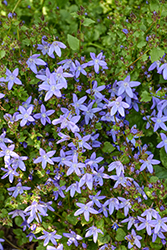Serbian Bellflower (Campanula poscharskyana) at Green Haven Garden Centre