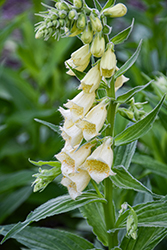 Yellow Foxglove (Digitalis grandiflora) at Green Haven Garden Centre