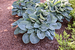 Big Daddy Hosta (Hosta 'Big Daddy') at Green Haven Garden Centre