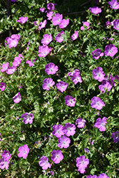 Max Frei Cranesbill (Geranium sanguineum 'Max Frei') at Green Haven Garden Centre