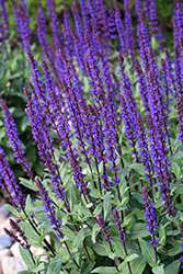 Caradonna Sage (Salvia nemorosa 'Caradonna') at Green Haven Garden Centre
