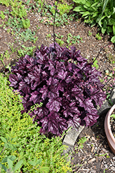 Forever Purple Coral Bells (Heuchera 'Forever Purple') at Green Haven Garden Centre
