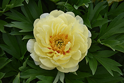 Bartzella Peony (Paeonia 'Bartzella') at Green Haven Garden Centre