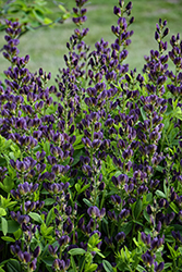 Indigo Spires False Indigo (Baptisia 'Indigo Spires') at Green Haven Garden Centre