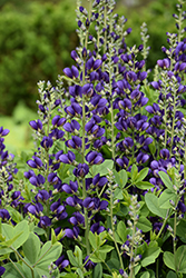 Decadence Sparkling Sapphires False Indigo (Baptisia 'Sparkling Sapphires') at Green Haven Garden Centre