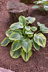 Earth Angel Hosta (Hosta 'Earth Angel') at Green Haven Garden Centre
