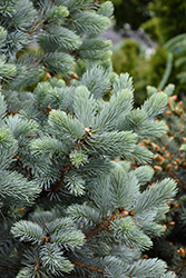 Baby Blue Spruce (Picea pungens 'Baby Blue') at Green Haven Garden Centre