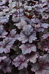 Midnight Rose Coral Bells (Heuchera 'Midnight Rose') at Green Haven Garden Centre
