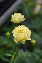 Cheddar Globeflower (Trollius x cultorum 'Cheddar') at Green Haven Garden Centre