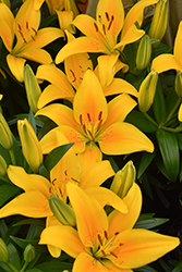 Lily Looks Tiny Bee Lily (Lilium 'Tiny Bee') at Green Haven Garden Centre