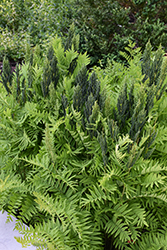 Royal Fern (Osmunda regalis) at Green Haven Garden Centre