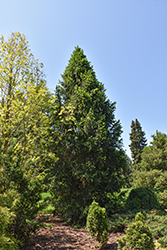 Columnar Norway Spruce (Picea abies 'Cupressina') at Green Haven Garden Centre
