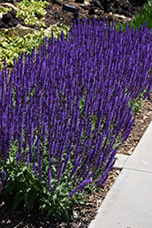 Caradonna Sage (Salvia nemorosa 'Caradonna') at Green Haven Garden Centre