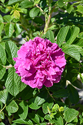 Hansa Rose (Rosa 'Hansa') at Green Haven Garden Centre