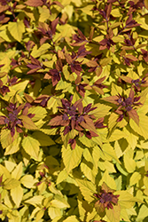 Double Play Dolly Spirea (Spiraea japonica 'Double Play Dolly') at Green Haven Garden Centre