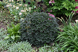 Boom Chocolatta Cranesbill (Geranium pratense 'Boom Chocolatta') at Green Haven Garden Centre