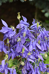 Alpine Columbine (Aquilegia alpina) at Green Haven Garden Centre