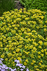 Russian Stonecrop (Sedum kamtschaticum) at Green Haven Garden Centre