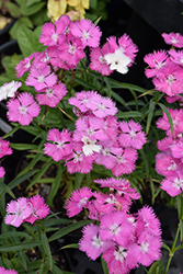 First Love Pinks (Dianthus 'First Love') at Green Haven Garden Centre
