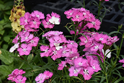First Love Pinks (Dianthus 'First Love') at Green Haven Garden Centre