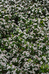 Ground Hug Aronia (Aronia melanocarpa 'UCONNAM012') at Green Haven Garden Centre