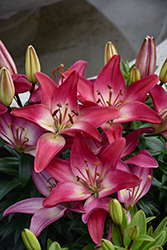 Lily Looks Tiny Diamond Lily (Lilium 'Tiny Diamond') at Green Haven Garden Centre
