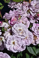 Rise Up Lilac Days Rose (Rosa 'ChewLilacdays') at Green Haven Garden Centre