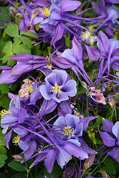 Earlybird Purple and Blue Columbine (Aquilegia 'PAS1258487') at Green Haven Garden Centre