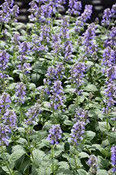 Whispurr Blue Catmint (Nepeta x faassenii 'Balpurrlu') at Green Haven Garden Centre