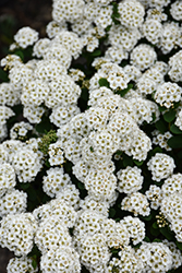 Tor Spirea (Spiraea betulifolia 'Tor') at Green Haven Garden Centre