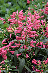 Pristine Lipstick Beardtongue (Penstemon barbatus 'Pristine Lipstick') at Green Haven Garden Centre