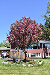Courageous Flowering Crab (Malus 'DurLawrence') at Green Haven Garden Centre