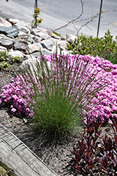 Elijah Blue Fescue (Festuca glauca 'Elijah Blue') at Green Haven Garden Centre