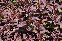 FireFly Nightglow Diervilla (Diervilla splendens 'El Madrigal') at Green Haven Garden Centre