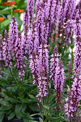 Spring King Mini Rose Meadow Sage (Salvia nemorosa 'Spring King Mini Rose') at Green Haven Garden Centre