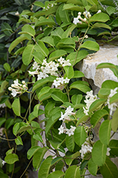 Stephanotis (Stephanotis floribunda) at Green Haven Garden Centre