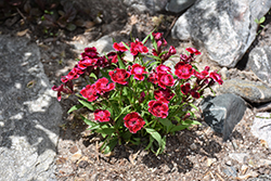 Beauties Olivia Cherry Pinks (Dianthus 'Hilbeaolcher') at Green Haven Garden Centre