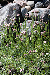 Red Pussytoes (Antennaria dioica 'Rubra') at Green Haven Garden Centre