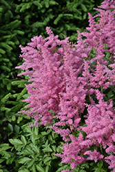 Visions in Pink Chinese Astilbe (Astilbe chinensis 'Visions in Pink') at Green Haven Garden Centre