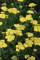 Firefly Sunshine Yarrow (Achillea 'Firefly Sunshine') at Green Haven Garden Centre