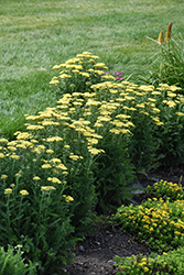 Firefly Sunshine Yarrow (Achillea 'Firefly Sunshine') at Green Haven Garden Centre