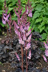 Dark Side Of The Moon Astilbe (Astilbe 'Dark Side Of The Moon') at Green Haven Garden Centre
