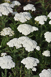 Firefly Diamond Yarrow (Achillea 'Firefly Diamond') at Green Haven Garden Centre