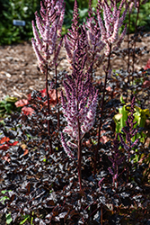 Dark Side Of The Moon Astilbe (Astilbe 'Dark Side Of The Moon') at Green Haven Garden Centre