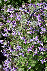 Stand By Me Lavender Bush Clematis (Clematis 'Stand By Me Lavender') at Green Haven Garden Centre