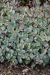 Rock 'N Grow Superstar Stonecrop (Sedum 'Superstar') at Green Haven Garden Centre