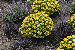 Rock 'N Round Bright Idea Stonecrop (Sedum 'Bright Idea') at Green Haven Garden Centre